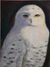 Sherman_Snowy Owl Portrait